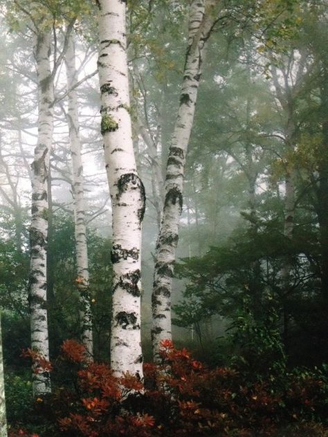 . White Bark Trees, Birch Tree Art, Birch Forest, Aspen Trees, Silver Birch, 수채화 그림, Tree Forest, Birch Tree, Beautiful Tree