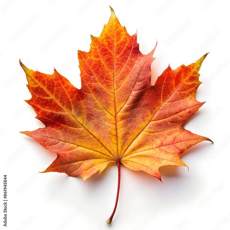 Fall Leaves Reference, Leaves Reference Photo, Leaf Reference Photo, Autumn Maple Leaves, Autumn Leaf Photography, Autumn Leaf Drawing, Leaf Reference, Maple Leaf Images, Maple Leaf Drawing