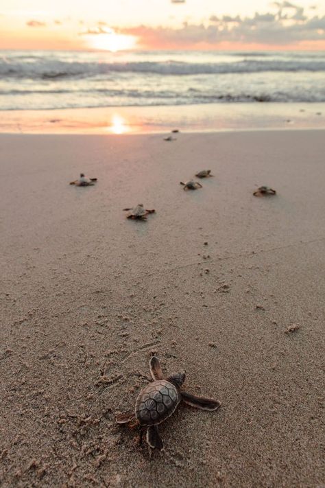 A Passionate Community of Activists, Scientists, and Volunteers Are Devoted To Saving Florida's Sea Turtles Aesthetic Turtle, Turtle Aesthetic, Sea Turtle Wallpaper, Sea Turtle Nest, Sea Turtle Pictures, Turtle Wallpaper, Baby Sea Turtles, Ocean Girl, Majestic Creatures