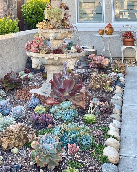 Echivera Succulents, Succulent Garden Bed, Succulent Fountain, Cactus Gardens, Succulent Garden Landscape, Grass Garden, Succulent Garden Design, Succulent Gardens, Succulent Garden Diy