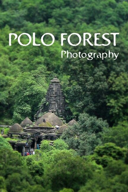 polo forest Polo Forest, Forest Photography, Eiffel Tower, Tower, Forest, Photography, Travel, Quick Saves