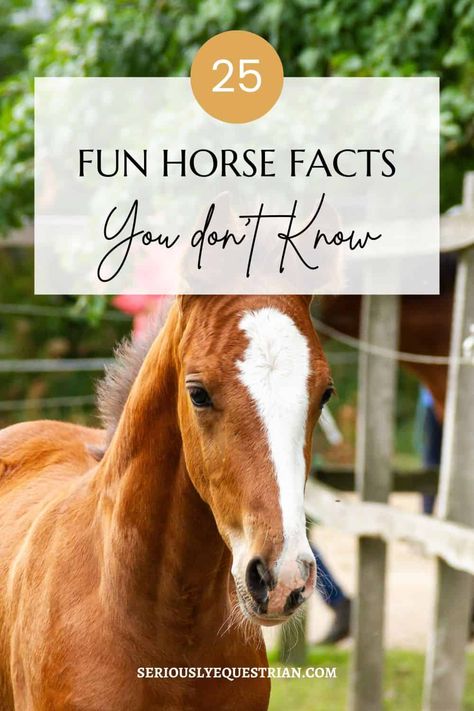 Facts About Horses, Ag Day, Horse Facts, Horse Riding Tips, Horse Grooming, Did You Know Facts, Equestrian Lifestyle, Cute Horses, Horse Care