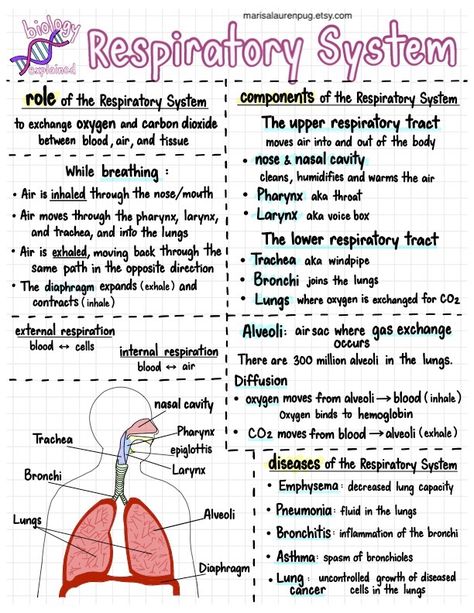 Respiratory System Nursing, Doctor Notes Aesthetic, Physiology Of Respiratory System, Respiratory Anatomy And Physiology, Biology Notes Respiratory System, Pediatric Surgeon Notes, Cute Notes Ideas For School Biology, Body Regions Anatomy Notes, Scientific Facts Science