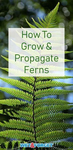 Learn how to grow, care for and propagate ferns with our guide! Propagate Ferns, Ferns Care, Ferns Garden, Making Plant Pots, Garden Activities, Fern Plant, Home Vegetable Garden, Landscaping Tips, House Plants Indoor