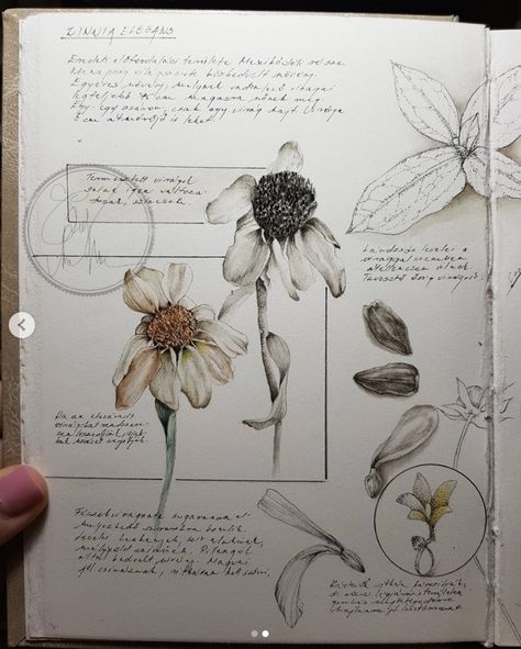 Botanical Sketchbook, Flower Home Decor, Nature Sketch, Illustration Botanique, Sketchbook Art Journal, Art Pastel, Pressed Flower Art, Arte Sketchbook, Scientific Illustration