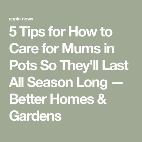 5 Tips for How to Care for Mums in Pots So They'll Last All Season Long — Better Homes & Gardens Caring For Mums In Pots, Caring For Mums, Back To Life, Fall Flowers, Better Homes And Gardens, Better Homes, Home And Garden, Plants, Flowers