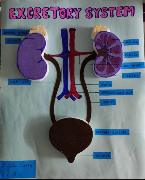 Excretory System Projects, Excretory System Model, Digestive System Model, Human Body Science Projects, Excretory System, Human Body Science, Human Digestive System, Biology Projects, Cell Model