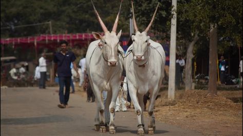 Hallikar is a breed of cattle native to the state of Karnataka, India. It derives its name from the Hallikar community traditionally known for their cattle rearing. Cattle Rearing, Dream Room Inspiration, Dream Room, Room Inspiration, Horses, India, Quick Saves