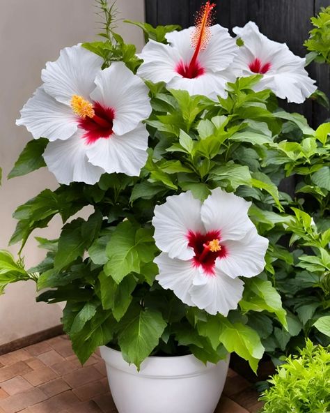 Hibiscus Flowers Gumamela Flower, Types Of Blue Flowers, Plants Accessories, Flower Garden Images, Pretty Flowers Photography, Rockery Garden, Hibiscus Garden, Strange Flowers, Potted Plants Outdoor