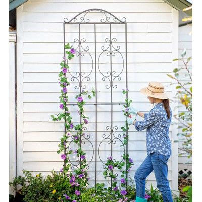 Climbing Flowers Trellis, Garden Trellis Panels, Tall Trellis, Honeysuckle Vines, Wrought Iron Trellis, Tall Garden Trellis, Metal Garden Trellis, Grape Plant, Iron Trellis