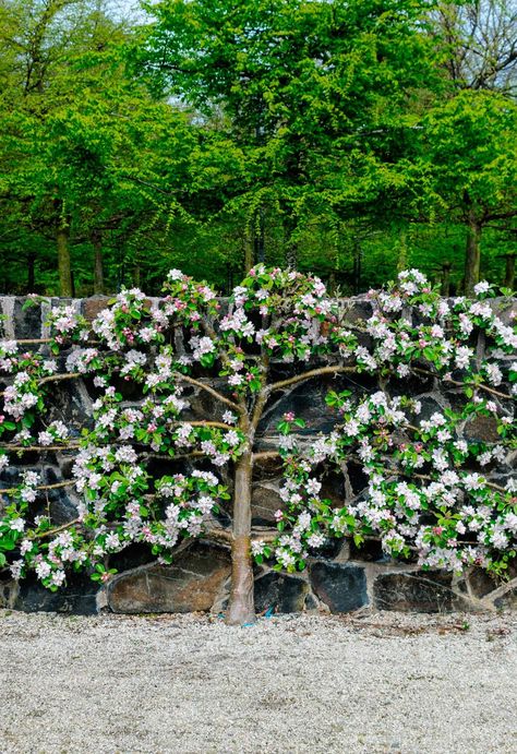 Espalier Fruit Trees: Why They're Great For Small Gardens Espalier Fruit Tree, Espalier Pear Tree, Apple Espalier Fruit Trees, Espalier Fence, Small Fruit Trees, Espalier Fruit Trees, Fruit Tree Garden, Creeping Fig, Jasmine Vine