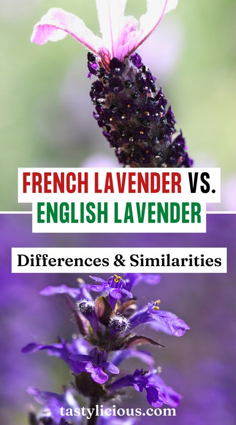 french lavender vs english lavender for cooking | french lavender vs english lavender smell | fall recipes dinner | healthy lunch ideas | dinner ideas | breakfast ideas | easy healthy dinner recipes How To Use Fresh Lavender, Lavender Health Benefits, French Lavender Plant, English Lavender Plant, Breakfast Ideas Easy Healthy, Fall Recipes Dinner, Lavender Smell, French Fringe, Breakfast Ideas Easy