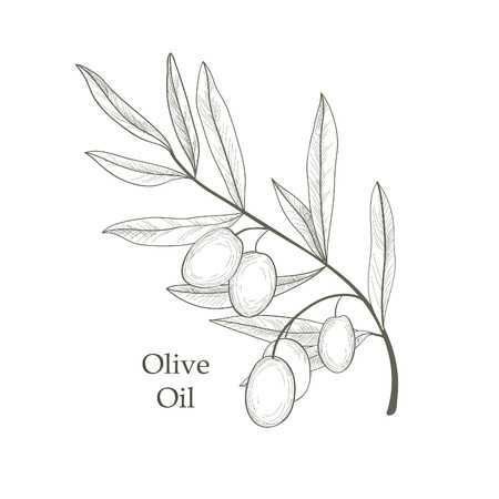 Olive Tree Branch, Branch Drawing, Background Retro, Tree Sketches, Soyut Sanat Tabloları, Tainan, Desenho Tattoo, Tree Drawing, Tree Tattoo