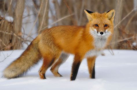 Download and learn Fox Sounds to use for your hunting or wildlife watching. Can be easily added to your sound device or electronic call or just use them as a ringtone. Fox Facts, Fox Species, Fox Images, Fox Drawing, Fox Pictures, Foxes Photography, Fennec Fox, Your Spirit Animal, Orange Fox