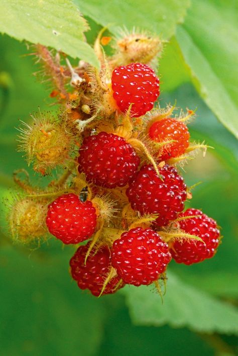 Nine unusual berries that you should be growing in your garden, from boysenberries to wineberries - Country Life Japanese Wineberry, Unique Berries, Asthetic Wall Pictures, How To Grow Gooseberries, Diy Pool Steps, Gooseberry Plant, Diy Fly Trap, Spider Cat, Fruit Cage