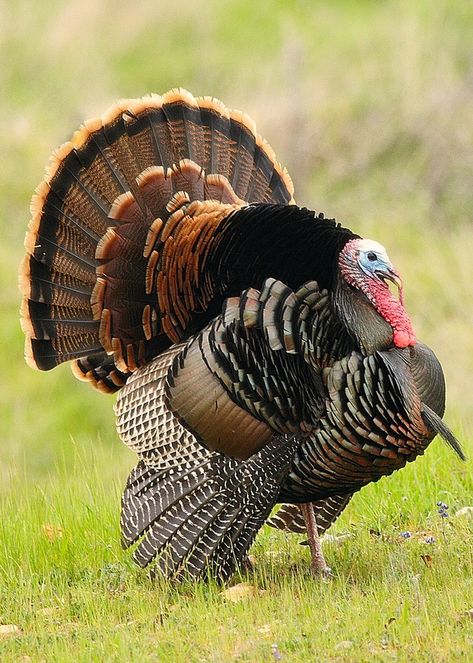 Wild gobbler Turkey Reference, Turkey Pictures, Turkey Bird, Turkey Art, Animal Reference, Wild Turkey, Spirit Animals, Turkey Hunting, Game Birds