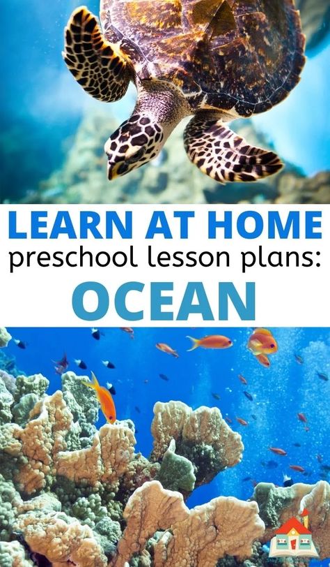 This engaging ocean preschool theme is full of ways to bring the ocean to your preschoolers, and all in tidy printable ocean-themed lesson plans. Here you'll find 15+ ideas for an ocean preschool theme, including book lists, art and sensory play, literacy activities, and some math and science fun. Ocean Activity For Preschool, Ocean Lesson Plans For Preschool, Preschool Ocean Activities, Ocean Preschool Activities, Ocean Preschool Theme, Ocean Lessons, Ocean Activities Preschool, Ocean Preschool, Ocean Lesson Plans