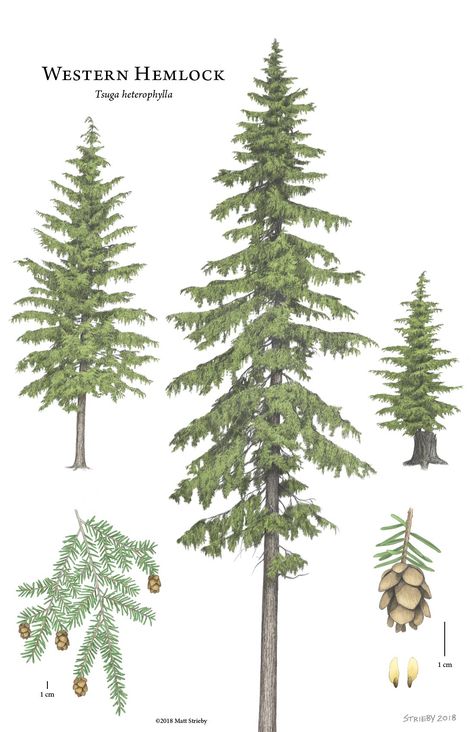 Introducing vertical grain WESTERN HEMLOCK: a well designed, economical option for modern interior wall and ceiling cladding. - reSAWN TIMBER co. Western Hemlock, Pine Tree Drawing, Types Of Trees, Pine Tree Art, Tree Drawings Pencil, Whispering Pines, Tree Illustration, Evergreen Trees, Tree Silhouette