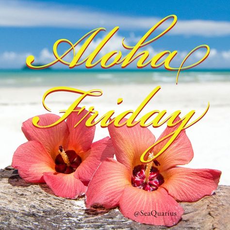 Aloha Friday Quotes, Polynesian Beauty, Happy Aloha Friday, Aloha Vibes, Good Morning Happy Friday, Aloha Friday, Friday Quotes Funny, Friday Quotes, Today's Quote