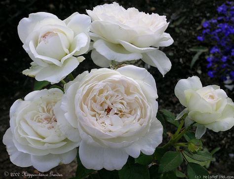 'Bolero ' floribunda Winchester Cathedral Rose, Bolero Rose, Floribunda Rose, Flower Varieties, Austin Rose, Rose Varieties, Rose Photo, Cut Flower Garden, Moon Garden