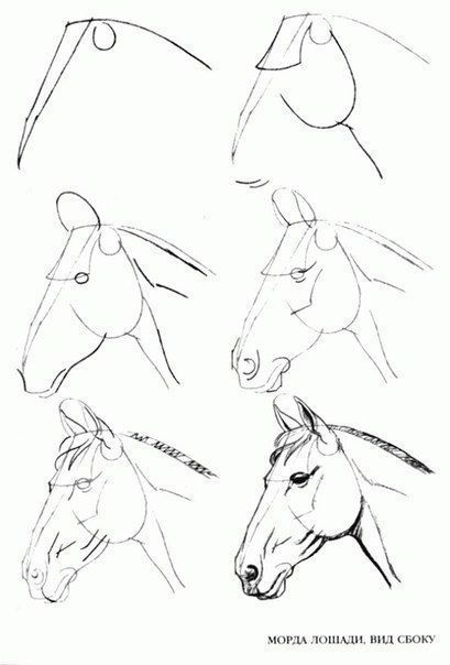 Horse Head Drawing, Easy Pencil Drawings, Tre Kunst, Beautiful Pencil Drawings, Horse Art Drawing, Horse Sketch, Horse Drawing, Horse Drawings, Animal Sketches