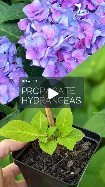 Sarah Fogle | Demo & DIY ✨ | Ugly Duckling House on Instagram: "How to propagate hydrangeas - 3 ✨EASY✨ ways are detailed on my blog, but here’s a look at the method I use most! I do this whenever I trim up my plants and always propagate a few more to give to friends/family (they make a nice housewarming gift). #gardening #propagation #easygardening #gardeningtricks #gardeninghelp #gardeninghacks #gardeningtips #hydrangea #hydrangeas #hydrangeamacrophylla #hortensias #flowerpower #hortensien" How To Propagate Hydrangeas In Water, How To Trim Hydrangeas, Trimming Hydrangeas, How To Propagate Hydrangeas, Hydrangea Propagation, Vanilla Strawberry Hydrangea, Propagating Hydrangeas, Hydrangea Leaves, Hydrangea Garden