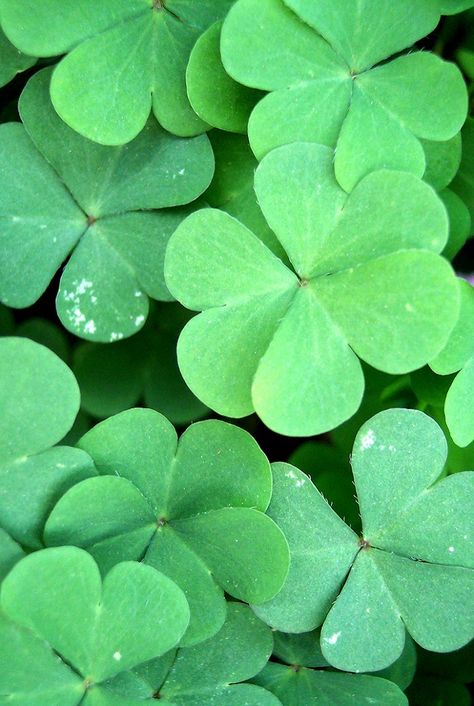 Host a LUCKY CHARM SHOW-AND-TELL for your residents to pass around their lucky charms Four Leaf Clover Wallpaper, St Patrick Facts, Clover Lawn, Clover Wallpaper, Lawn Alternatives, Weeds In Lawn, Three Leaf Clover, 4 Leaf Clover, Four Leaves