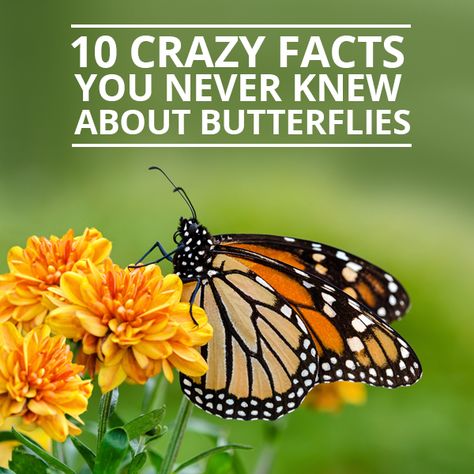 10 Crazy Facts You Never Knew About Butterflies #butterflies #funfacts Monarch Butterfly Facts, Raising Monarch Butterflies, Raising Butterflies, Butterfly Facts, Monarch Butterfly Garden, About Butterflies, Butterfly Garden Plants, Butterfly Project, Butterfly Plants