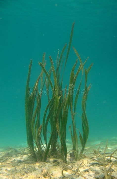 Sea grass. Colonies in underwater environment , #AD, #grass, #Sea, #Colonies, #environment, #underwater #ad Ocean Plants, Canvas Art Painting Acrylic, Underwater Plants, Creative Arts Therapy, Whatsapp Wallpaper Cute, Underwater Painting, Character Design Challenge, Sea Plants, Art Projects For Adults