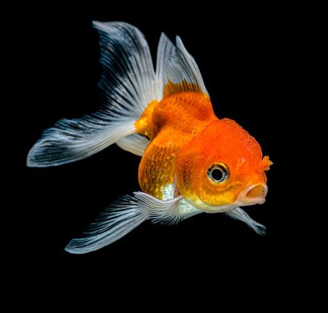 Pet Goldfish, Dog Portraits Art, Petting Zoo, Cute Fish, Pet Fish, Fishing Decor, Beautiful Fish, Colorful Fish, Portraits From Photos