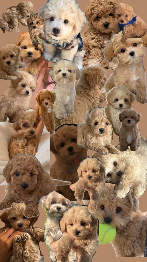 Toy Maltipoo, Very Cute Puppies, Toy Poodle Puppies, Puppy Wallpaper, Maltipoo Puppy, Really Cute Puppies, Cute Animals Puppies, Very Cute Dogs, Poodle Puppy