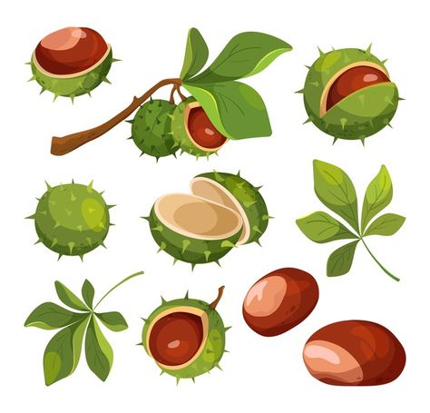 Chestnut Tree Illustration, Isolated Icons, Fruit Sketch, Ash Leaf, Leaves Doodle, Ice Cream Illustration, Chestnut Tree, Hand Drawn Leaves, Water Chestnut