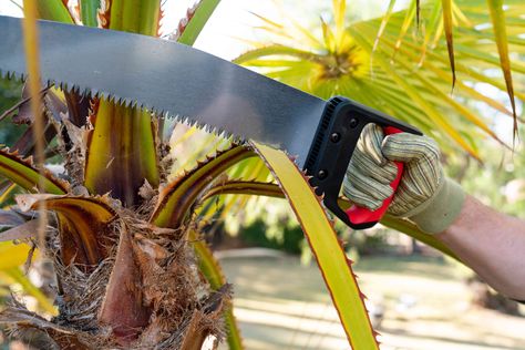 Knowing how to prune your palm tree can save you from damage to the plant, your home, or costly code violations. This easy-to-follow guide will teach you how. Queen Palm Tree, Indoor Palm, Indoor Palm Trees, Tree Removal Service, Indoor Palms, Kentia Palm, Plants Uk, Tree Removal, Palm Plant