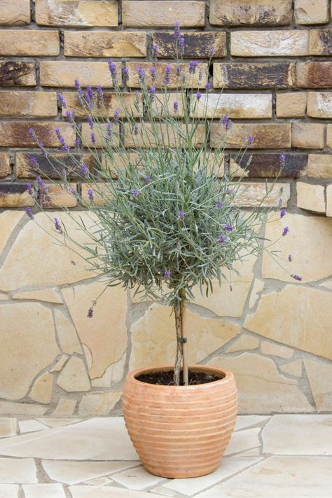 Standard Lavender Trees, Lavendar Tree In Pot, Lavender Tree Landscaping, Lavender In Pots Patio, Tree In Pot Outdoors, Potted Lavender Outdoor, Lavender Tree In Pot Care, Trees In Pots Outdoors, Lavender In Pots