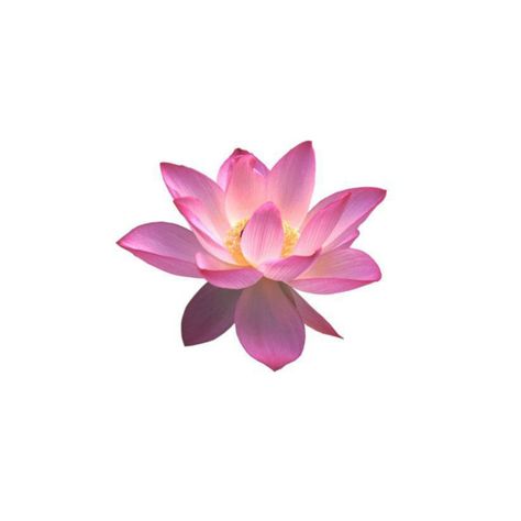 Lotus Flower Widget, Lotus Flower Sticker, Flowers Icon Png, Lotus Flower Art Design, Flower Widget Icons, Pink Flower White Background, Aesthetic Lotus Flower, Flowers App Icon, Flower No Background