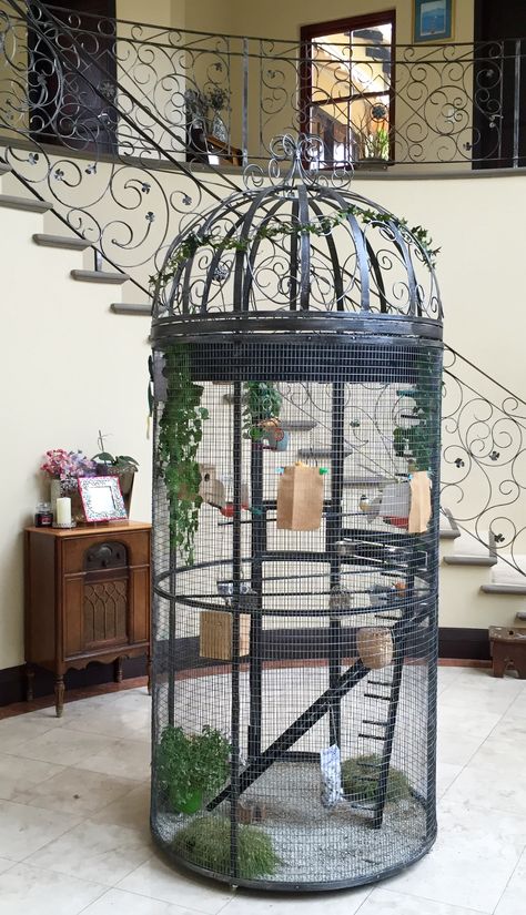 Volière Cage For Birds Ideas, Cool Bird Cages, Parakeet Bird Cage Ideas, Pet Bird Cage Ideas, Pinjra Birds, Bird Cages Diy, Homemade Bird Cage, Budgie Cage Ideas Diy, Natural Bird Cage