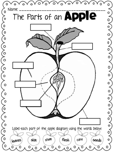 Parts of an Apple Apple Diagram, Apple Crust, Apple Projects, Parts Of An Apple, Tree Parts, Apple Facts, Apple Kindergarten, September School, Apple Lessons