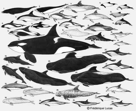 One of my favourites, a poster showing all species of the oceanic dolphin family. Species: 1. Northern right whale dolphin (Lissodelphis borealis) 2. Southern right whale dolphin (Lissodelphis pero... Pacific White Sided Dolphin, Hourglass Dolphin, Dolphin Family, Whale Illustration, Sea Life Art, Orca Whales, Marine Mammals, Animal Facts, Animal Sketches