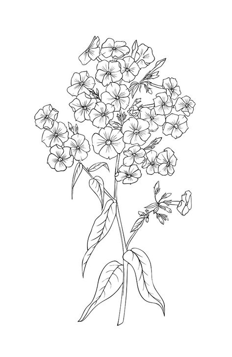 outline, phlox, botanical, flower, black and white, petal, mono, tattoo, ink, one, line, drawn, garden, summer, decorative, element, design, bouquet, natural, illustration, black, vector, floral, white, botany, isolated,  olga shashok, elegant, art, detailed, graphic, drawing, silhouette, flora, hand, nature, branch, artwork, contour, herb, white background, vector illustration, stem, sketch, plant, gentle, romantic, card, engraving, gardening Phlox Flower Drawing, Phlox Tattoo, Phlox Flower Tattoo, Geranium Tattoo Black And White, Violet Flower Tattoo Black And White, Floral Outline Drawing, Black And White Flower Drawing, Hawthorne Flower Tattoo, Geranium Tattoo