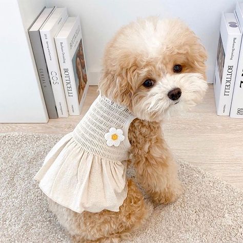 Dog Tutu, Pet Sweaters, Small Dog Sweaters, Puppy Dress, Princess Dog, Small Girl, Small Dog Clothes, Pet Sweater, Yellow Beige