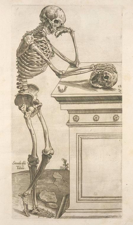 Skeleton Drawings, Human Skeleton, Deep Thinking, Skeleton Art, Art Disney, Medical Illustration, A Skull, Skull And Bones, Memento Mori