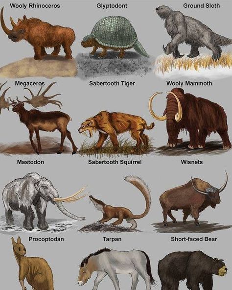 Prehistoric mammals By Nobu Tamura Prehistoric mammals are groups of mammals that became extinct before humans developed writing. 164… Weird Mammals, Mammals Activities, Australian Mammals, Prehistoric Wildlife, Different Animals, Prehistoric World, Pahlawan Marvel, Ancient Animals, Extinct Animals