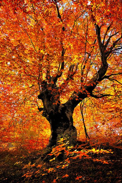 Autumn beech tree - Balkan, Serbia  The gorgeous fiery palette of Fall! Leaves On The Ground, Beech Tree, Autumn Tree, Autumn Scenes, Orange Tree, Autumn Scenery, Autumn Beauty, Tree Forest, Fall Pictures