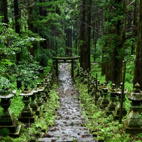 Kumamoto, Japan | Ascending the Stairway to Heaven at the Enigmatic Kamishikimi Kumanoimasu Shrine 上色見熊野座神社 Japanese Countryside, Yakushima, Cedar Forest, Travel Post, Kumamoto, Japan Aesthetic, Kyushu, Rural Landscape, Stairway To Heaven