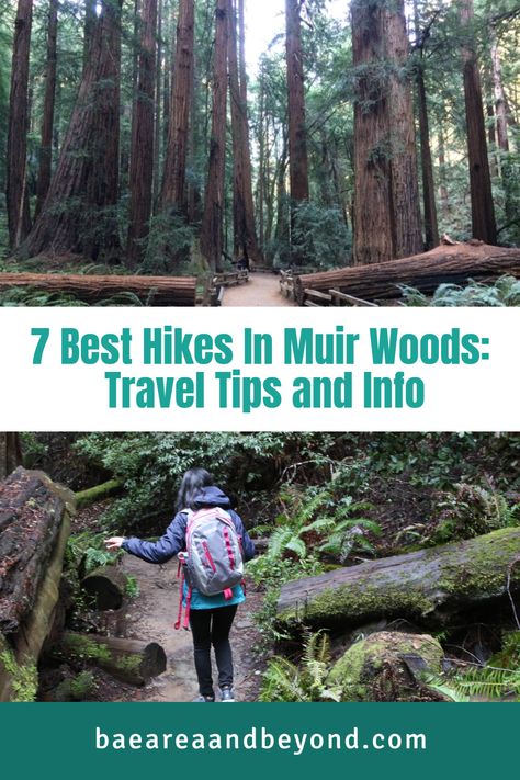 Woman enjoying on of the best hikes in Muir Woods. Muir Woods National Monument, Muir Beach, Mount Tamalpais, Stinson Beach, Muir Woods, Redwood Tree, Hiking Guide, Redwood Forest, Ancient Forest