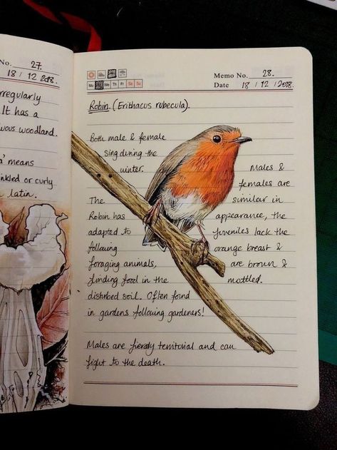 Kunstjournal Inspiration, Drawing Bird, Birding Journal, Botanical Sketchbook, Field Journal, Nature Sketch, Commonplace Book, Art Diary, Journal Aesthetic