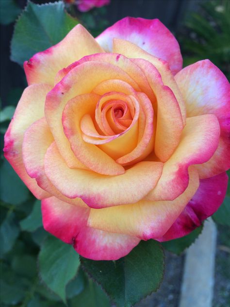 Double delight rose Double Delight Rose, Luxury Roses, Flower Background Design, Patio Flowers, Most Popular Flowers, Classic Flower, Fuchsia Flowers, Rose Seeds, Blossom Garden