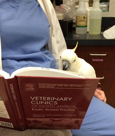 Animals Studying, Vet School Motivation, Veterinarians Medicine, Vet Tech School, Vet Life, Med Vet, Veterinary School, Veterinary Science, Vet Medicine