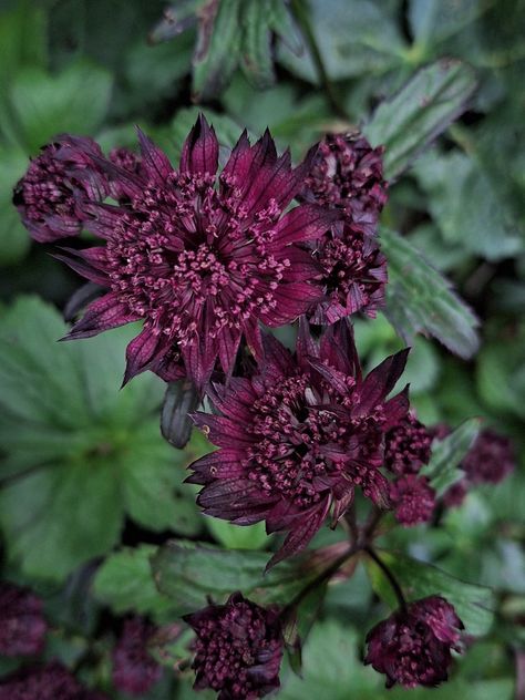 Astrantia Flower, Burgundy Garden, Bed Inspiration, Astrantia Major, Oak House, Gothic Garden, Bedding Inspiration, Dream Yard, Black Garden