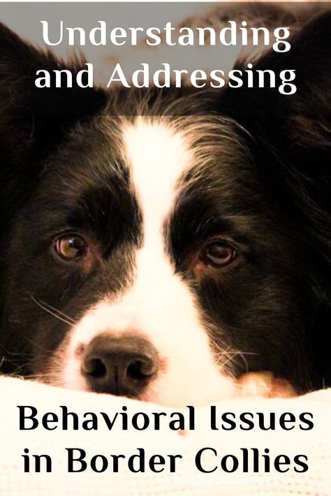 Border Collies are renowned for their intelligence, energy, and loyalty. However, their high intellect and energy levels can sometimes lead to certain behavioral challenges. Border Collie Puppy Training, Physical Challenges, Aussie Mix, Collie Puppy, Dog Remedies, Border Collie Puppies, Pet Ideas, Border Collie Dog, Border Collies